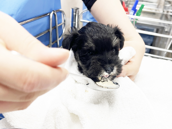 ☆子犬のお世話☆
